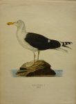 Wright, M. W. und F. von - Larus Marinus Originele litho uit Svenska fåglar