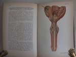 Bollinger, O.. - Atlas und Grundriss der pathologischen Anatomie. Nach Originalen von Maler A. Schmitson. Band XI, I. Band: Cirkulations-, Respirations- & Digestionsapparat, Leber, Gallenwege und Pankreas & Band XII, II. Theil: Harnapparat, Geschlechtsorgane, ...