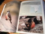 Gorman, G - Woodpeckers of the World - The Complete Guide
