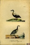 BUFFON et DAUBENTON - Meereend / Eidereend. Uit: Oeuvres complètes de Buffon suivies de ses continuateurs Daubenton, Lacépéde, Cuvier, Duméril, Poiret, lesson et Geoffroy-St-Hillaire