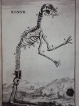 Cornelius van Dyk - Osteologia of nauwkeurige geraamt beschryving van verscheyde dieren Cornelius van Dyk - Osteologia of nauwkeurige geraamt beschryving van verscheyde dieren
