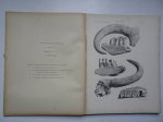 Pomel, A.. - Paléontologie monographies/ boeufs-taureaux; carte géologique de l'Algérie.