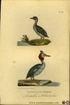 BUFFON et DAUBENTON - Oorduiker / Kleine duikelaar. Uit: Oeuvres complètes de Buffon suivies de ses continuateurs Daubenton, Lacépéde, Cuvier, Duméril, Poiret, lesson et Geoffroy-St-Hillaire