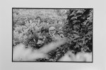 CORNEILLE - HENNY RIEMENS [FOTO]. - Corneille in de struiken. Originele  foto's van Henny Riemens. .