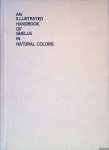 Hirase, Shintaro & Isao Taki - An Illustrated Handbook of Shells in Natural Colors from Japanese Islands and Their Adjacent Territory