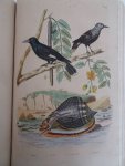 d'Orbigny, Charles Dessalines. - Dictionnaire Universel d'Histoire Naturelle, Atlas planche 1-240.