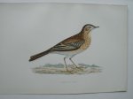 antique print (prent). - Richard`s Pipit. Antique bird print. (Grote Pieper).