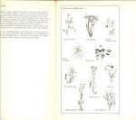 Aichele, D. & Schwegler H. W  .. Vertaald en bewerkt door Dr. M. A. IJsseling. - Water waterplanten waterdieren  ..  Met 120 gekleurde afbeeldingen