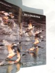 Farrand J. - How to identify Birds - Audubon handbook