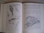 Tunnicliffe C. F. - Bird portraiture
