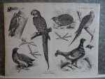 Koot, A.. - Dierkunde. Plaat XX.