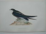 antique bird print. - Spine-tailed Swallow. Antique bird print.