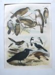 antique print (prent). - Vogels. Birds.