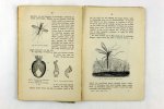 Van Wijk, H. L. Gerth - Beginselen van Plant- en Dierkunde. Deel Dierkunde (3 foto's)