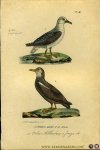 BUFFON et DAUBENTON - Volwassen albatros / Jonge albatros. Uit: Oeuvres complètes de Buffon suivies de ses continuateurs Daubenton, Lacépéde, Cuvier, Duméril, Poiret, lesson et Geoffroy-St-Hillaire
