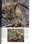 Honders, J .. Zuidermeer en de redactie The Reader's Digest - Noordelijke Naaldwouden .. Uit de serie Dieren in het wild .. Wasbeer - Slechtvalk - Nerts - Oerzon - Marters - Mezen - Eekhoorn - Laplanduil
