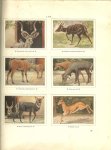 Portielje, A.F.J. met medewerking van Mevr.J.P.H. Portielje-Scholten - Apen hoefdieren in Artis