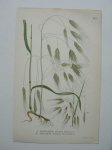 antique print (prent) - Sandlosta, bromus sterilis l. Taklosta, bromus tectorum l.