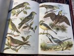 Samengesteld - DE VOGELENWET met afbeeldingen van de bij deze Wet en bij de Jachtwet beschermde Vogels Samengesteld - DE VOGELENWET met afbeeldingen van de bij deze Wet en bij de Jachtwet beschermde Vogels