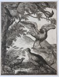 after Francis Barlow (1626?-1702) - Antique print, etching and engraving | Various birds (diverse vogels), published ca. 1700-1750, 1 p.