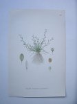 antique print (prent) - Sylort, subularia aquatica l. (priemkruid).