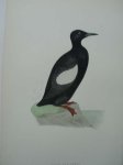 antique print (prent) - Black Guillemot. Bird print. (Zwarte zeekoet).