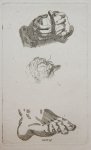 Woensel, Johan Pieter van (1789-1827) after Carracci, Agostino (1557-1602) (?) - Etching/ets: Studies of hands and a foot (studie van handen en een voet).