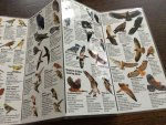 Greg R. Homel - Birds of central And northern California, A guide to common And tonale species