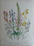 Loudon, Jane Webb - The Ladies' Flower Garden Originele litho Pl 43