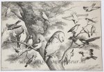 Wenzel Hollar (1606-1677) after Francis Barlow (c.1626-1704)Hollar, Wenzel (1606-1677) after Barlow, Francis (c.1626-1704) - Antique print, etching | Birds mobbing an owl [set: Diversae avium species]/Vogels plagen een uil, 1662, 1 p.