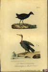 BUFFON et DAUBENTON - Zonnereiger / Waterhoen. Uit: Oeuvres complètes de Buffon suivies de ses continuateurs Daubenton, Lacépéde, Cuvier, Duméril, Poiret, lesson et Geoffroy-St-Hillaire