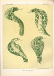 Paul Flanderky 1872-1937. - (DECORATIEVE PRENT,  LITHO - DECORATIVE PRINT, LITHOGRAPH -) # 91- Snakes: Naja Tripudians  ( cobra ) ----  Seetiere -- Naturstudien für Kunst u. Kunstgewerbe