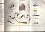 Houttuyn, Maarten - Natuurlyke historie of uitvoerige beschryving der dieren, planten en mineraalen (...). Eerste deel veertiende stuk: De wormen en slakken