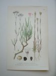 antique print (prent) - Saport, gypsophila fastigiata l. Hylsnejlika, tunica prolifera (l.) scop.