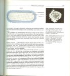 Tweel, Jan G. van den - Immunologie  .. Het menselijk Afweersysteem