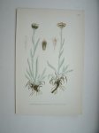 antique print (prent) - Lappkattfot, antennaria carpatica r.br.