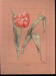Chris Le Roy - (DECORATIEVE PRENT - LITHO )  TULP