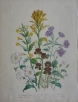 Loudon, Jane Webb - The Ladies' Flower Garden Originele litho Pl 44