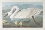 AUDUBON, JOHN JAMES. - COMMON AMERICAN SWAN. Plate CCCCXI. From Audubon's THE BIRDS OF AMERICA. [PROOF PRINT}