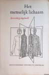 Niessing, prof.dr. K. (ontwerp) & Frans Masur (tekeningen) - Het menselijk lichaam doorzichtig afgebeeld