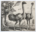 Richard Gaywood (fl.1644-1677) after Francis Barlow (c.1626-1704) - Antique print, etching | Two Ostriches [set: Diversae avium species], published 1662, 1 p.
