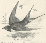 Horn, D. & S. de Gast - Leerboek der dier- en plantkunde ten dienste van het Lager, Middelbaar en Gymnasiaal onderwijs