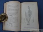 Constantin de Rey-Pailhade. - Les fougères de France. Avec 56 planches hors-texte. [Convolut, complet.]