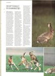 Honders, J .. Zuidermeer en de redactie The Reader's Digest - Europese Loofbossen , Uit de serie Dieren in het wild, Kerkuil, Wildzwijn, Bijeneter, Bonte Specht, Hazen, Vlaamse gaai, Genetkatten, Honingbij  .