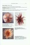 Schultz, Heinke. - Sea urchins, a guide to worldwide shallow water species