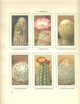 Laren. A.J. van  met Illustraties van C. en H. Rol, J, Voerman Jr - Cactussen