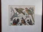 antique print (prent). - Tropical Birds. Kakadu. Goldtanagra.