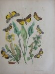 Berge - Originele litho nr. 35 uit Berge`s Schmetterlings-Buch