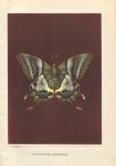 Handschin, Eduard - Tropische Vlinders