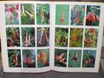 Miep Nijhuis Samengesteld - Vijfhonderd fuchsis's te kijk Een nieuwe selectiei